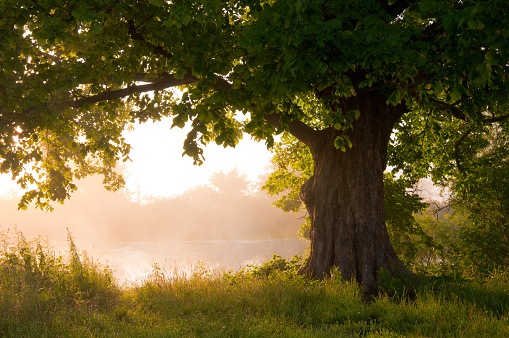 Hampton Oak Turns 1! | Hampton Oak Developments